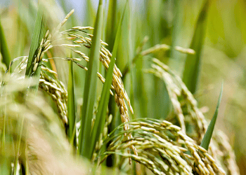 Thailand Expedites Rice Export License Process for SMEs