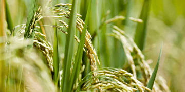 Thailand Expedites Rice Export License Process for SMEs