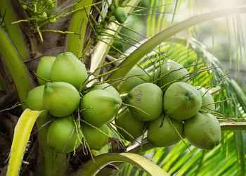 Growing Competition Between Exporters and Biodiesel Producers Amid Reduced Coconut Supply