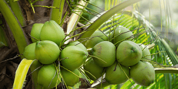 Growing Competition Between Exporters and Biodiesel Producers Amid Reduced Coconut Supply