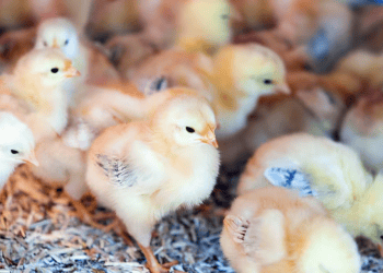 Philippines Enacts Temporary Ban on Poultry Imports from New Zealand