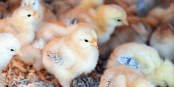 Philippines Enacts Temporary Ban on Poultry Imports from New Zealand