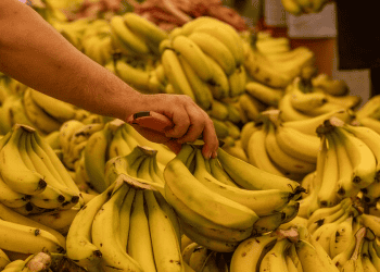 Philippines Drops to Fourth in Global Banana Export Rankings