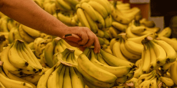 Philippines Drops to Fourth in Global Banana Export Rankings
