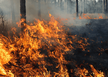 Oregon Nonprofit Supports Wildfire Preparedness in Mount Hood Communities