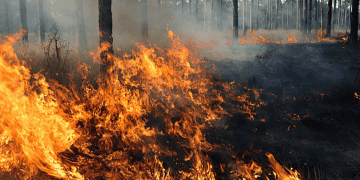 Oregon Nonprofit Supports Wildfire Preparedness in Mount Hood Communities