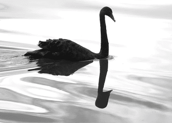 Understanding Rare Risk Events: Killer Bees, Black Swans, and Gray Rhinos