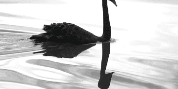 Understanding Rare Risk Events: Killer Bees, Black Swans, and Gray Rhinos