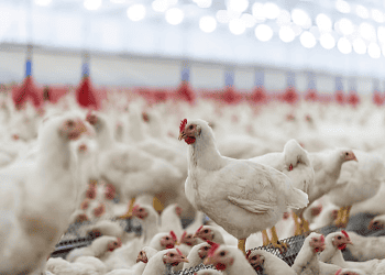 Philippines Reinstates Import Ban on Poultry from South Dakota Due to Avian Influenza