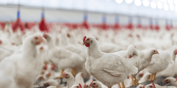 Philippines Reinstates Import Ban on Poultry from South Dakota Due to Avian Influenza