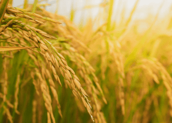 Department of Agriculture Plans to Lower Imported Rice Prices by March