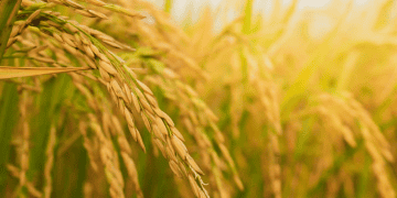 Department of Agriculture Plans to Lower Imported Rice Prices by March