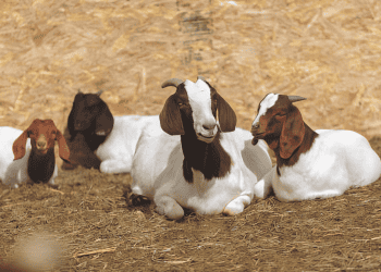 Goat Grazing Helps Mitigate Fire Risks in Colorado Communities