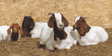 Goat Grazing Helps Mitigate Fire Risks in Colorado Communities