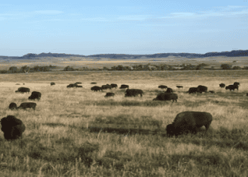 U.S. and Canadian Bison Associations Raise Concerns Over Potential Tariff Impact on Bison Supply Chain
