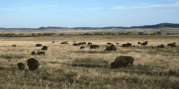 U.S. and Canadian Bison Associations Raise Concerns Over Potential Tariff Impact on Bison Supply Chain