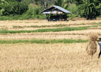 Rice Export Prices Drop, but Short-Term Decline Expected to Stabilize