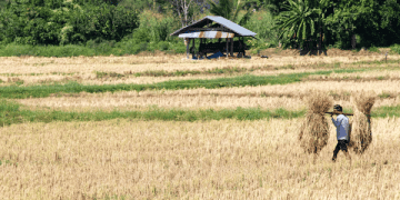 Rice Export Prices Drop, but Short-Term Decline Expected to Stabilize