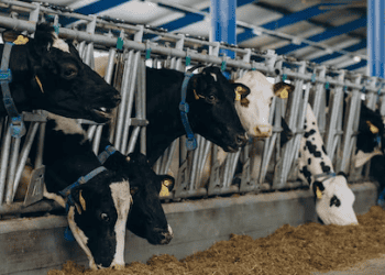 Mars Invests $27 Million to Reduce Dairy Supply Chain Emissions