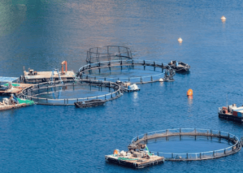 Waitrose to Transition to Humane Prawn Harvesting by 2026