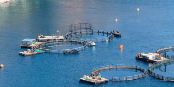 Waitrose to Transition to Humane Prawn Harvesting by 2026