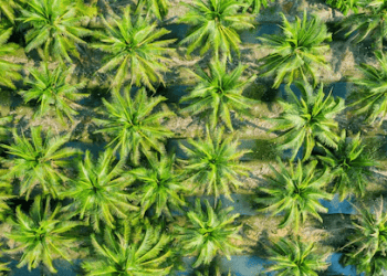 Malaysia, China Strengthen Collaboration in Palm Oil Supply Chains and Market Expansion