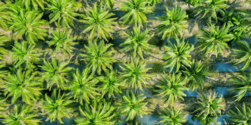 Malaysia, China Strengthen Collaboration in Palm Oil Supply Chains and Market Expansion