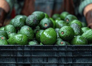 Supply Chain Power Dynamics Contribute to Avocado Waste in Tanzania, Study Finds