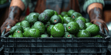 Supply Chain Power Dynamics Contribute to Avocado Waste in Tanzania, Study Finds