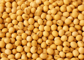China Pauses Soybean Imports from Five Brazilian Companies for Two Months