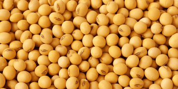 China Pauses Soybean Imports from Five Brazilian Companies for Two Months