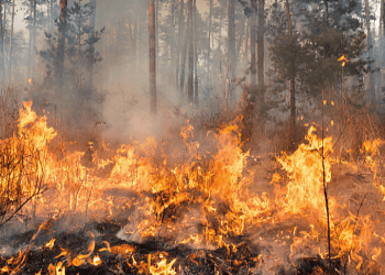 Southern California Wildfires: Impact on Supply Chains Now and Later