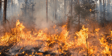 Southern California Wildfires: Impact on Supply Chains Now and Later