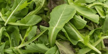 Researchers Develop Model to Assess Contamination Risks and Control Strategies in Produce Supply Chain