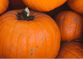 Levantia Seed Expands Pumpkin Variety Catalogue to Tackle Supply Chain Issues