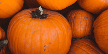 Levantia Seed Expands Pumpkin Variety Catalogue to Tackle Supply Chain Issues