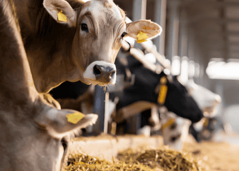 Argentina Ends 50-Year Ban on Live Cattle Exports