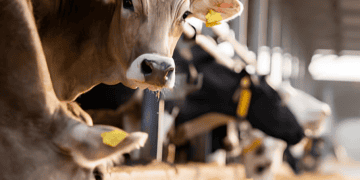 Argentina Ends 50-Year Ban on Live Cattle Exports