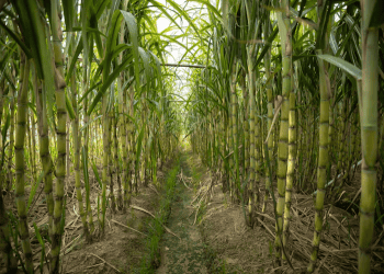 Indonesia Changes Sugar Import Policy Due to Domestic Production Issues