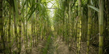 Indonesia Changes Sugar Import Policy Due to Domestic Production Issues