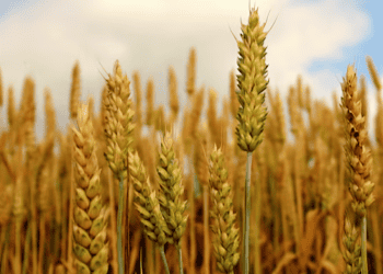 Turkey Starts Wheat Imports Again Due to Drop in Local Stocks