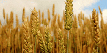 Turkey Starts Wheat Imports Again Due to Drop in Local Stocks