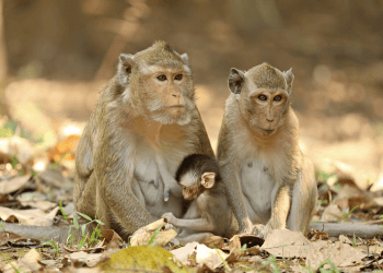 CITES Defers Suspension of Cambodian Monkey Exports Amid Ongoing Concerns