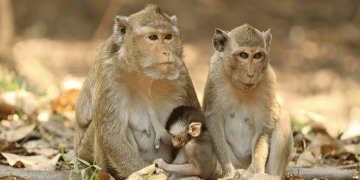 CITES Defers Suspension of Cambodian Monkey Exports Amid Ongoing Concerns