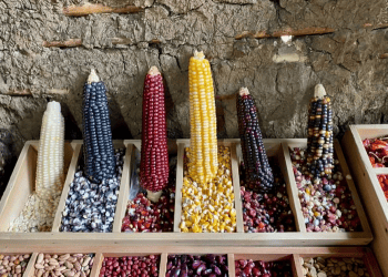Mexico Anticipates Constitutional Ban on GM Corn Cultivation Amid Ongoing Import Debates