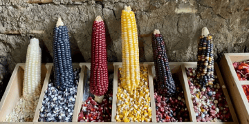 Mexico Anticipates Constitutional Ban on GM Corn Cultivation Amid Ongoing Import Debates