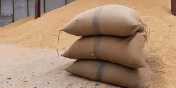 Global Wheat Imports Decline Amid Increased Domestic Production and Economic Challenges