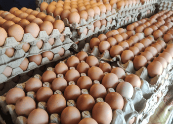 Cebu City Keeping an Eye on Possible Egg Supply Issues Amid Global Problems