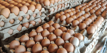 Cebu City Keeping an Eye on Possible Egg Supply Issues Amid Global Problems