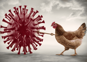 Reducing the Risk of Bird Flu in Poultry Farming